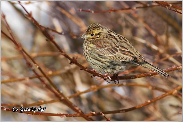 62_cirl_bunting.jpg - Cirl Bunting, Emberiza cirlus, Crnogrla strnadica, Location: Ovcar banja, Serbia