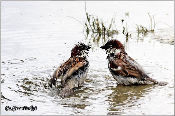 83_house_sparrow.jpg - House Sparrow, Passer domesticus, Vrabac pokuæar, Mesto - Location: Novi Sad, Serbia