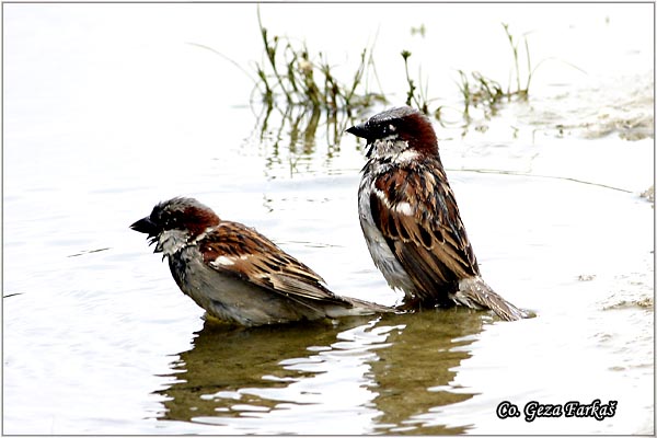 84_house_sparrow.jpg - House Sparrow, Passer domesticus, Vrabac pokuæar, Mesto - Location: Novi Sad, Serbia