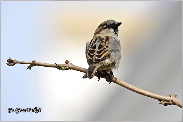 87_house_sparrow.jpg - House Sparrow, Passer domesticus, Vrabac pokuæar, Mesto - Location: Novi Sad, Serbia