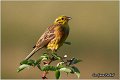 03_yellowhammer