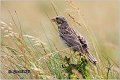 45_corn_bunting