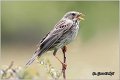 47_corn_bunting