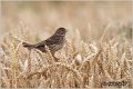 49_corn_bunting