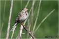 50_corn_bunting