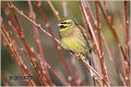 61_cirl_bunting