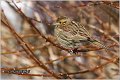 62_cirl_bunting