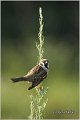 71_tree_sparrow