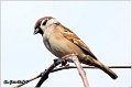 72_tree_sparrow