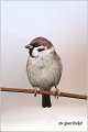 73_tree_sparrow