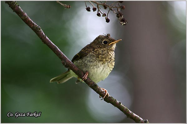 01_robin.jpg - Robin, Erithacus rubecula, Crvendac, Location - mesto, Tara, Serbia