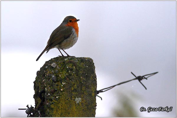 02_robin.jpg - Robin, Erithacus rubecula, Crvendac, Location - mesto, Futog, Serbia