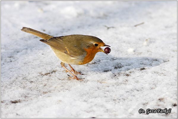 03_robin.jpg - Robin, Erithacus rubecula, Crvendac, Location - mesto, Novi Sad, Serbia