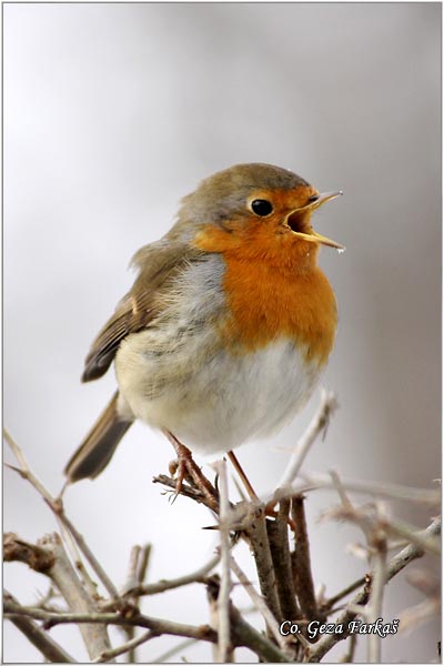 04_robin.jpg - Robin, Erithacus rubecula, Crvendac, Location - mesto, Novi Sad, Serbia