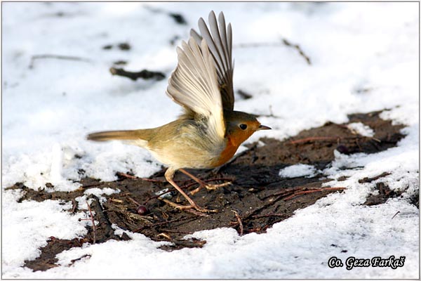 05_robin.jpg - Robin, Erithacus rubecula, Crvendac, Location - mesto, Novi Sad, Serbia