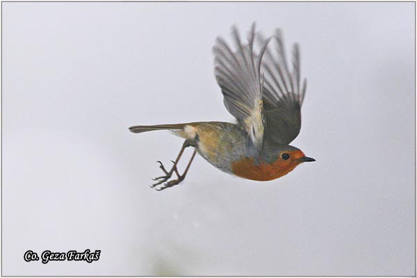 06_robin.jpg - Robin, Erithacus rubecula, Crvendac, Location - mesto, Futog, Serbia