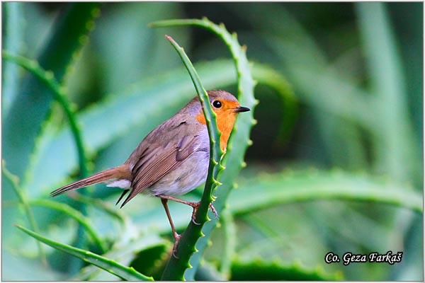 07_robin.jpg - Robin, Erithacus rubecula, Crvendac, Location - mesto, Lisabon, Portugalia