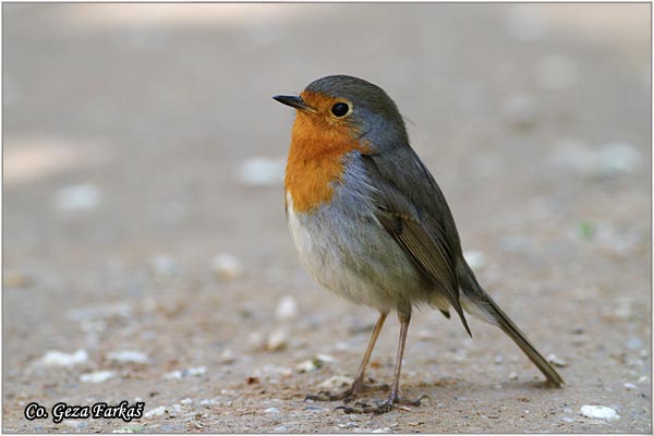 08_robin.jpg - Robin, Erithacus rubecula, Crvendac, Location - mesto, Granada, Spain