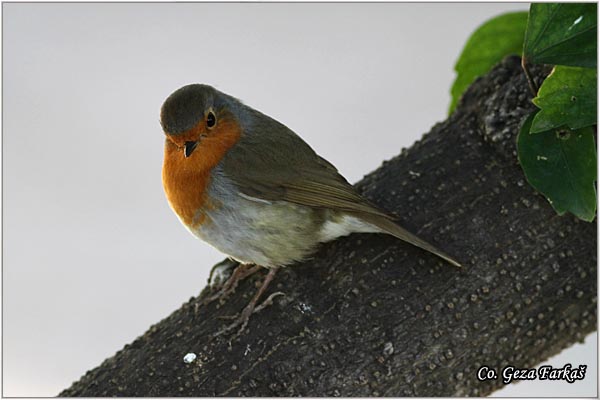 09_robin.jpg - Robin, Erithacus rubecula, Crvendac, Location - mesto, Granada, Spain