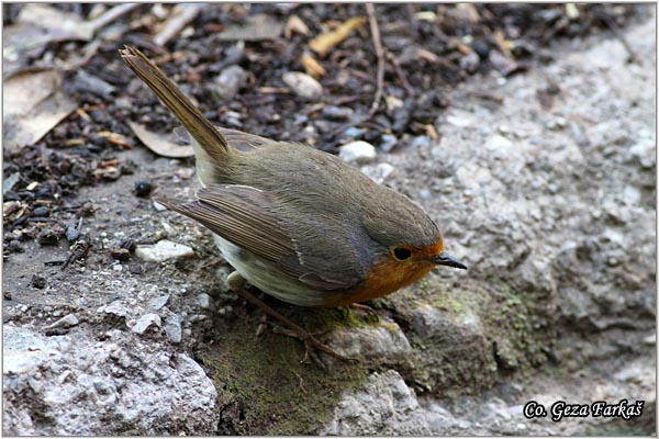 10_robin.jpg - Robin, Erithacus rubecula, Crvendac, Location - mesto, Granada, Spain