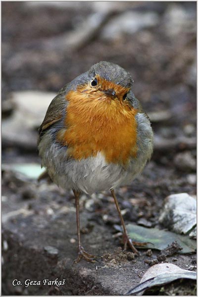 11_robin.jpg - Robin, Erithacus rubecula, Crvendac, Location - mesto, Granada, Spain