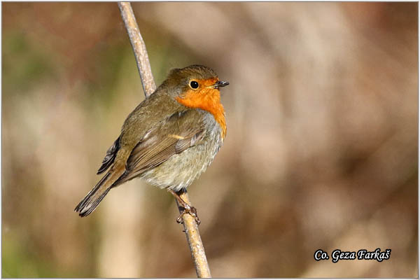 12_robin.jpg - Robin, Erithacus rubecula, Crvendaæ, Location - mesto, Novi Sad, Serbia