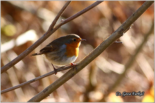 13_robin.jpg - Robin, Erithacus rubecula, Crvendaæ, Location - mesto, Novi Sad, Serbia