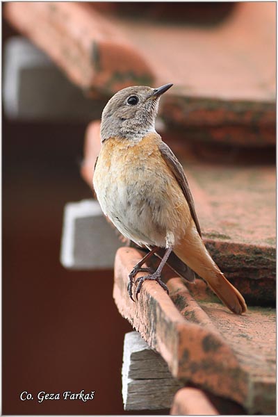 15_redstart.jpg - Redstart, Phoenicurus phoenicurus, Crvenrepka, Location- Mesto: Gornji Milanovac, Serbia