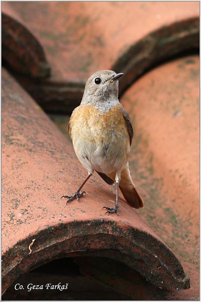 16_redstart.jpg - Redstart, Phoenicurus phoenicurus, Crvenrepka, Location- Mesto: Gornji Milanovac, Serbia