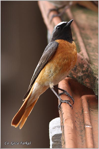 17_redstart.jpg - Redstart, Phoenicurus phoenicurus, Crvenrepka, Location- Mesto: Gornji Milanovac, Serbia