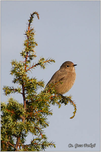 19_black_redstart.jpg - Black Redstart,  Phoenicurus ochruros, Planinska crvenrepka, Location - mesto, Kopaonik mountain, Serbia