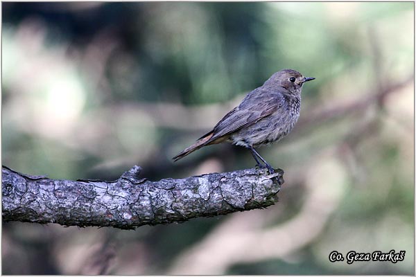 23_black_redstart.jpg - Black Redstart,  Phoenicurus ochruros, Planinska crvenrepka, Location - mesto, Tara mountain, Serbia