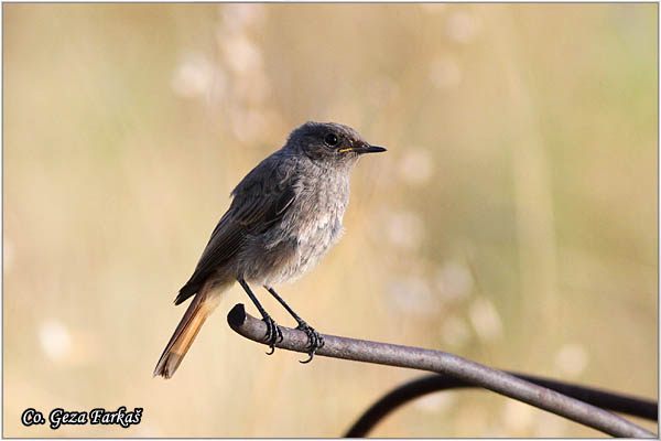 24_black_redstart.jpg - Black Redstart, Phoenicurus ochruros, Planinska crvenrepka, Location - mesto, FruÅ¡ka gora mountain, Serbia