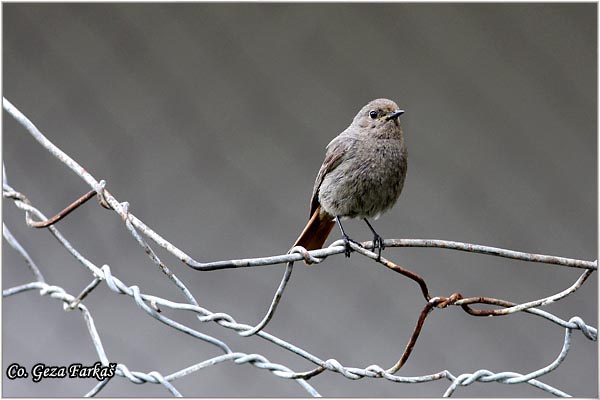 25_black_redstart.jpg - Black Redstart,  Phoenicurus ochruros, Planinska crvenrepka, Location - mesto, Tara mountain, Serbia