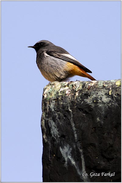 26_black_redstart.jpg - Black Redstart,  Phoenicurus ochruros, Planinska crvenrepka, Location - mesto, Fruska Gora mountain, Serbia