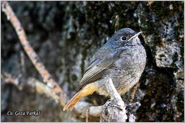 27_black_redstart.jpg - Black Redstart,  Phoenicurus ochruros, Planinska crvenrepka, Location - mesto, Fruska Gora mountain, Serbia