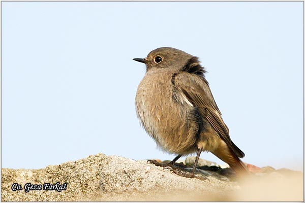 28_black_redstart.jpg - Black Redstart,  Phoenicurus ochruros, Planinska crvenrepka,, Fruska Gora mountain, Serbia