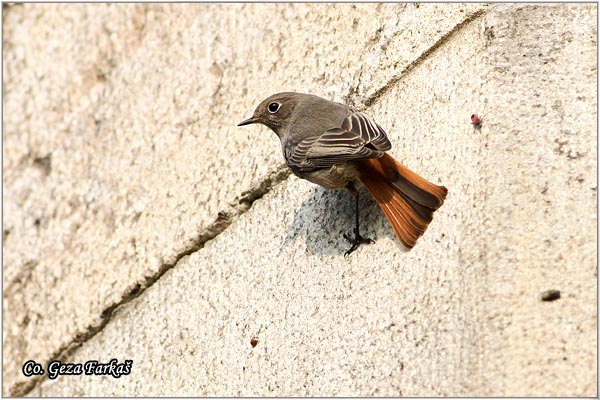 29_black_redstart.jpg - Black Redstart, Phoenicurus ochruros, Planinska crvenrepka, Location - mesto, Fruka Gora mountain, Serbia