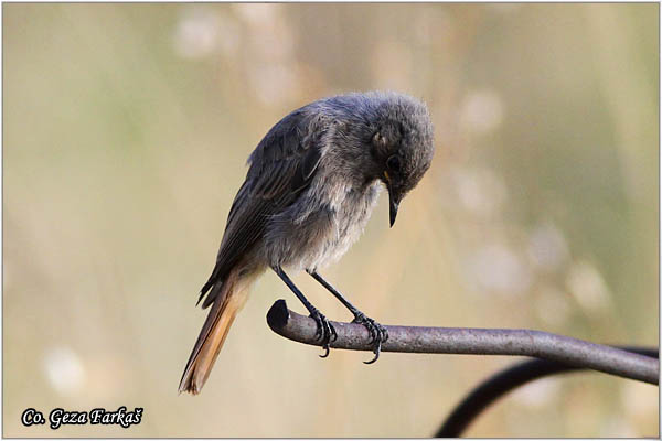 30_black_redstart.jpg - Black Redstart, Phoenicurus ochruros, Planinska crvenrepka, Location - mesto, FruÅ¡ka gora mountain, Serbia