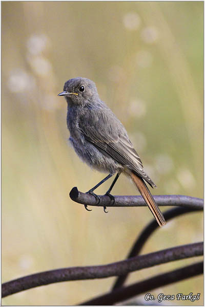 31_black_redstart.jpg - Black Redstart, Phoenicurus ochruros, Planinska crvenrepka, Location - mesto, FruÅ¡ka gora mountain, Serbia