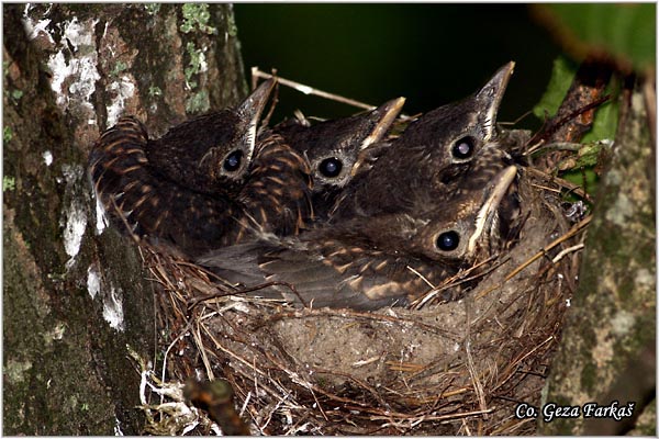 33_blackbird.jpg - Blackbird, Turdus merula, Kos, Mesto-Location: Tara, Serbia