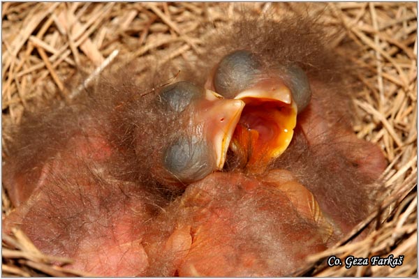 34_blackbird.jpg - Blackbird, Turdus merula