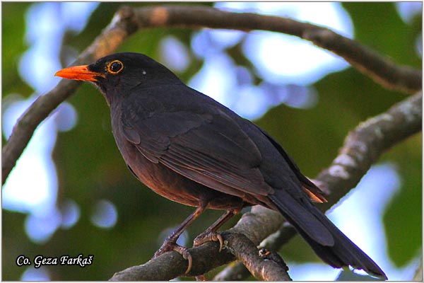 35_blackbird.jpg - Blackbird, Turdus merula, Kos, Location - Mesto: Lisabon, Portugalia
