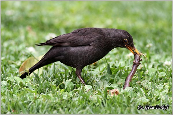 36_blackbird.jpg - Blackbird, Turdus merula, Kos, Location - mesto, Granada, Spain