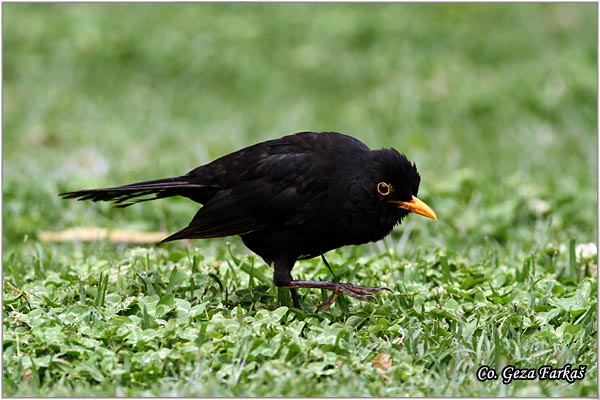 37_blackbird.jpg - Blackbird, Turdus merula, Kos, Location - mesto, Granada, Spain