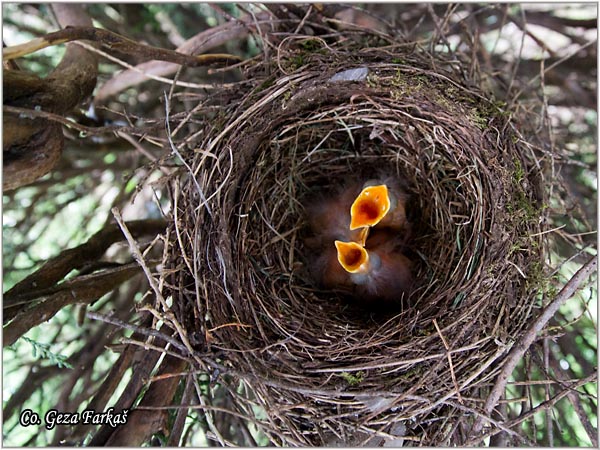 41_blackbird.jpg - Blackbird, Turdus merula, Kos, Mesto-Location: Herzeg Novi, Montenegro