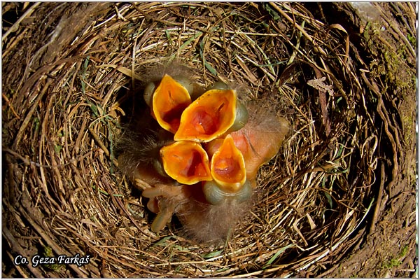 42_blackbird.jpg - Blackbird, Turdus merula, Kos, Mesto-Location: Herzeg Novi, Montenegro