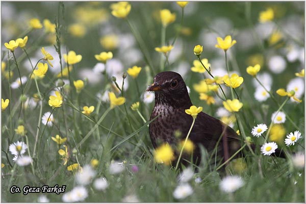 43_blackbird.jpg - Blackbird, Turdus merula, Kos, Mesto-Location: Herzeg Novi, Montenegro