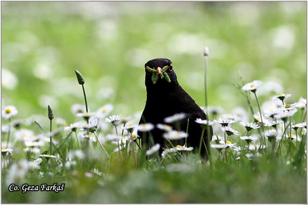 47_blackbird.jpg - Blackbird, Turdus merula, Kos, Mesto-Location: Herzeg Novi, Montenegro