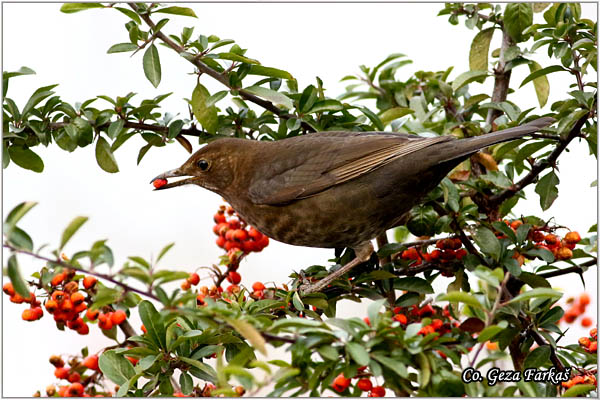 48_blackbird.jpg - Blackbird, Turdus merula, Kos, Mesto-Location: Novi Sad, Serbia